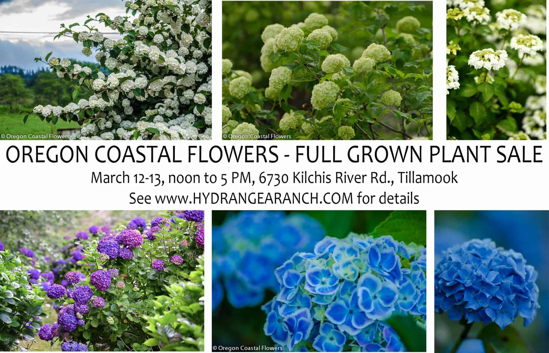 Oregon Coastal Flowers hosting specialty plant sale March 12-13.