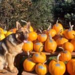 Kilchis River Pumpkin Patch & Corn Maze 2022 opening Oct. 1st. | Oregon Coastal Flowers LLC Kilchis River Pumpkin Patch & Corn Maze 2022 opening Oct. 1st.