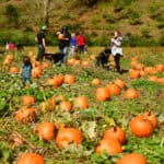 Kilchis River Pumpkin Patch & Corn Maze 2022 opening Oct. 1st.Kilchis River Pumpkin Patch & Corn Maze 2022 opening Oct. 1st. | Oregon Coastal Flowers LLC Kilchis River Pumpkin Patch & Corn Maze 2022 opening Oct. 1st.