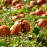 Kilchis River Pumpkin Patch & Corn Maze 2022 opening Oct. 1st. | Oregon Coastal Flowers LLC Kilchis River Pumpkin Patch & Corn Maze 2022 opening Oct. 1st.