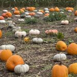 tillamook pumpkin patch