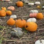 tillamook pumpkin patch