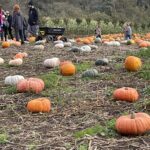 tillamook pumpkin patch