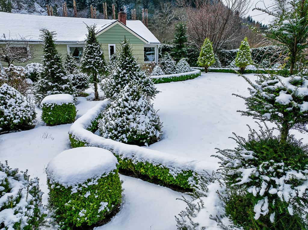 11.26.22 High Elevation Noble Fir Trees