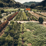 corn maze-10 | Oregon Coastal Flowers LLC Hydrangea Ranch Wedding & Special Event Venue