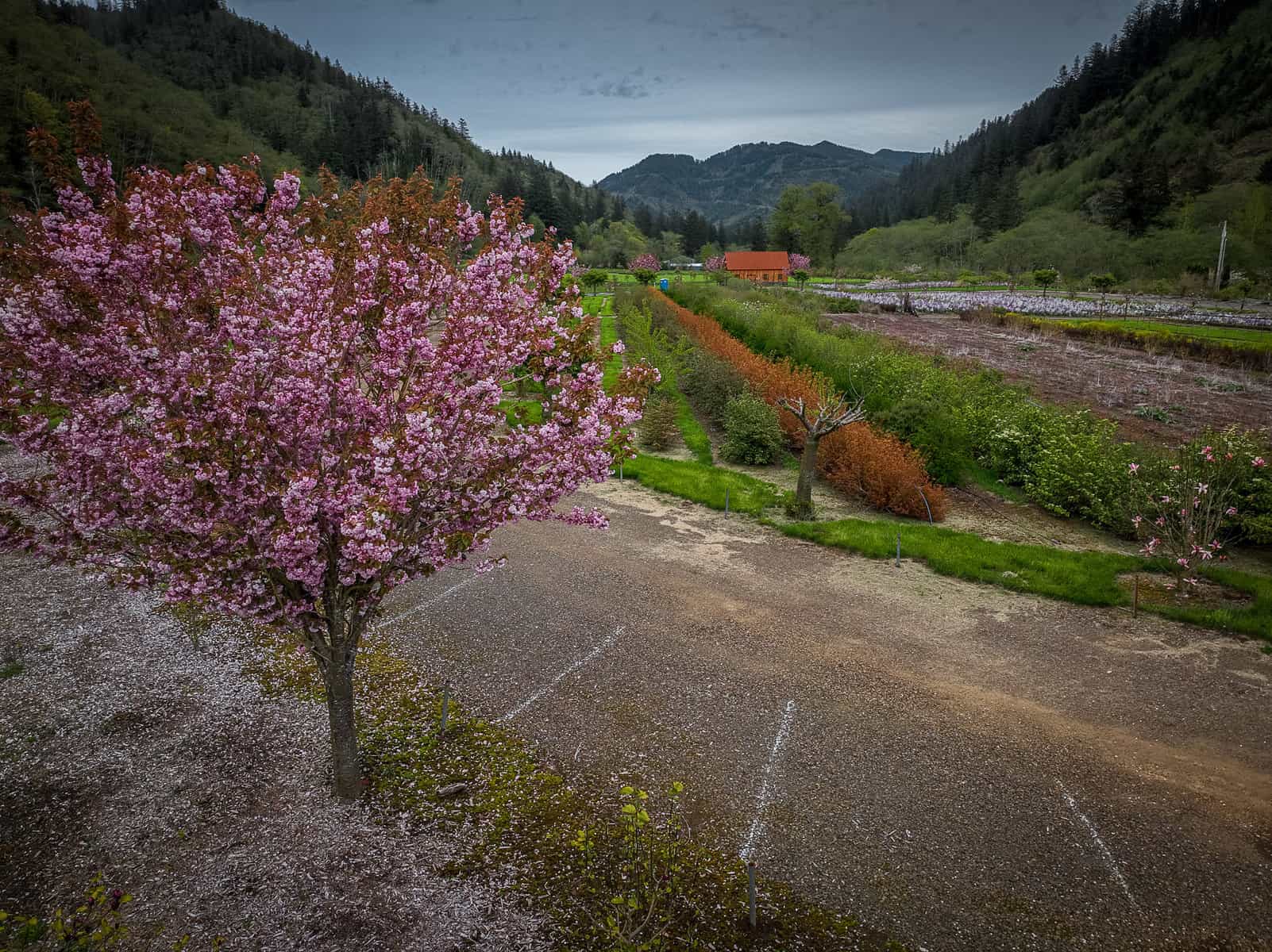 4.24.22 Double Flowering Pink Cherry Blossoms