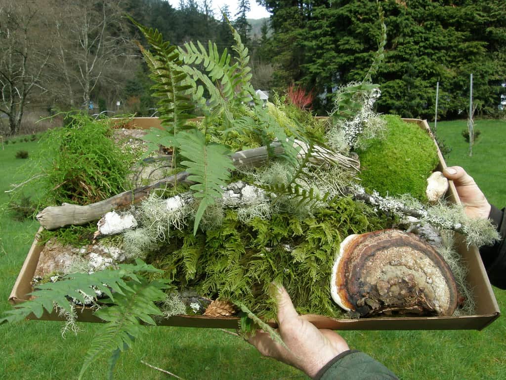 Forest droppings