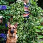 hop vines- | Oregon Coastal Flowers LLC Hop Vine Garlands 18′ Weddings