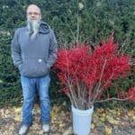 ilex big | Oregon Coastal Flowers LLC Ilex Red Winter Christmas Berries