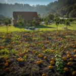 tillamook pumpkin patch
