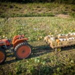 tillamook pumpkin patch