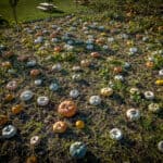 tillamook pumpkin patch