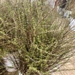 spirea | Oregon Coastal Flowers LLC spirea