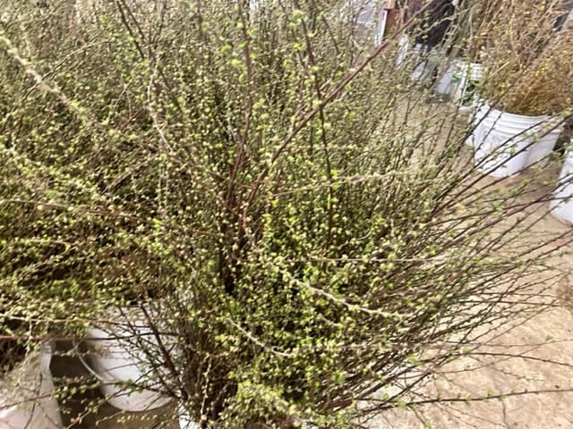 2.27.22 Wholesale Cut Spirea White Blooming Branches