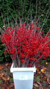 Extra Tall Red Ilex Berries