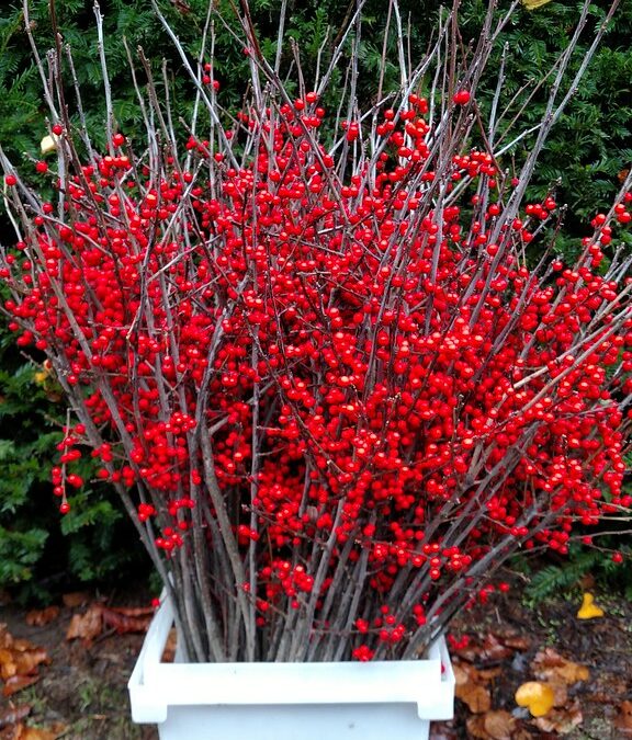 Red Ilex Winterberries