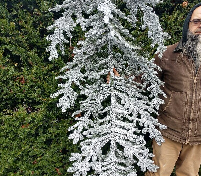 Flocked Christmas Branches
