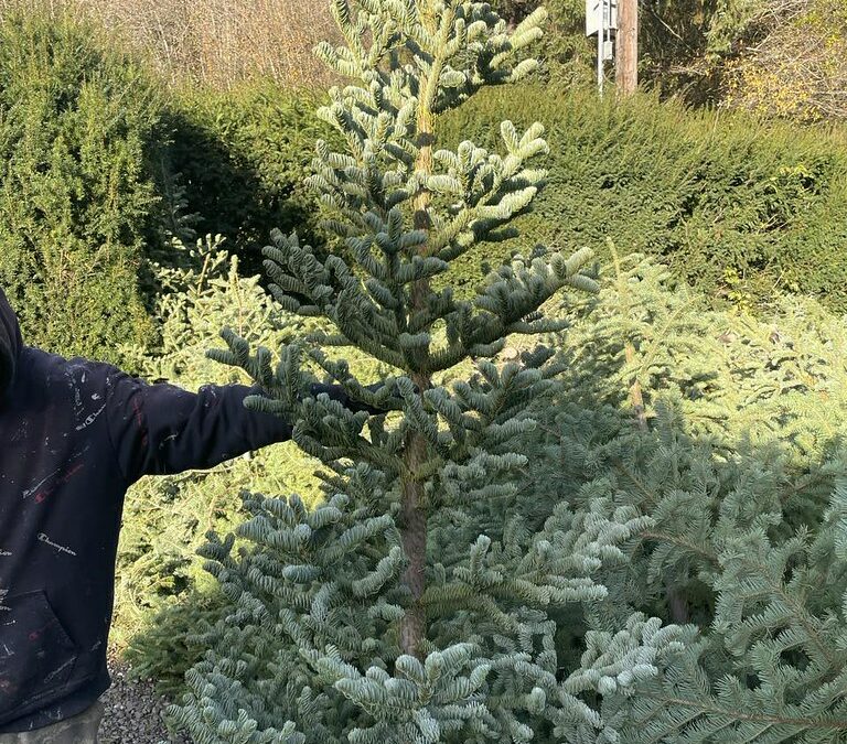 Noble Fir Trees Wild Harvested Shipped Nationwide