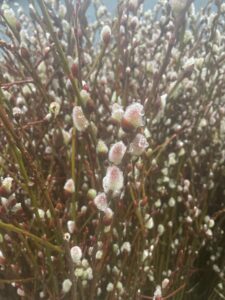 Pussy Willow Naturally Grown Oregon Harvested | Oregon Coastal Flowers LLC Pussy Willow Naturally