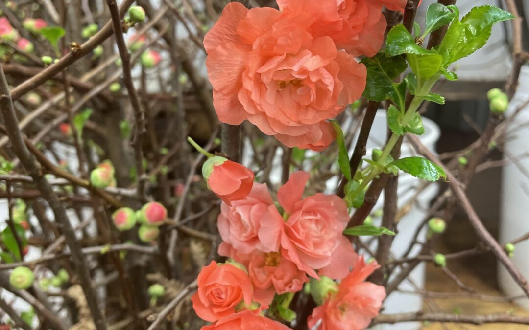 Chinese New Year Forsythia & Quince Blossoms