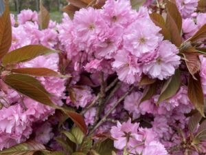 Pink Cherry Blooming Branches | Oregon Coastal Flowers LLC pink cherry blooming branches