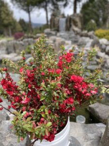 Tall Quince Blooming Branches Chinese New Year | Oregon Coastal Flowers LLC Tall Quince Blooming Branches Chinese New Year