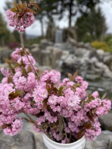 Double Pink Cherry Blossoms
