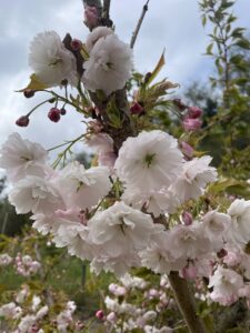 White Cherry Blossoms for Weddings | Oregon Coastal Flowers LLC White Cherry Blossoms
