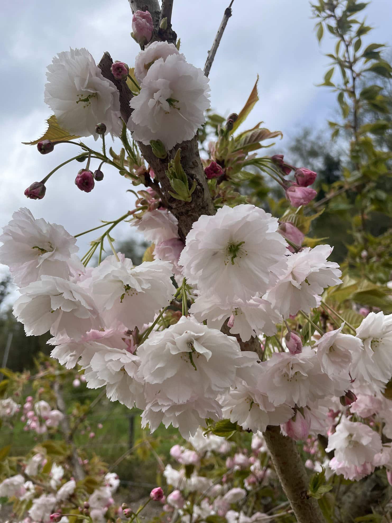 Double white blooming cherry
