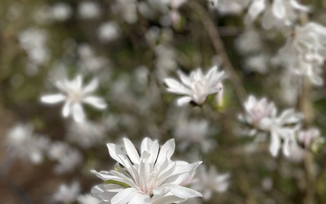White Tulip Magnolia Blooming Branches