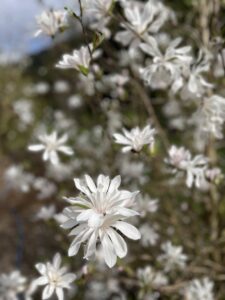 White Tulip Magnolia Blooming Branches | Oregon Coastal Flowers LLC White Tulip Magnolia Blooming Branches