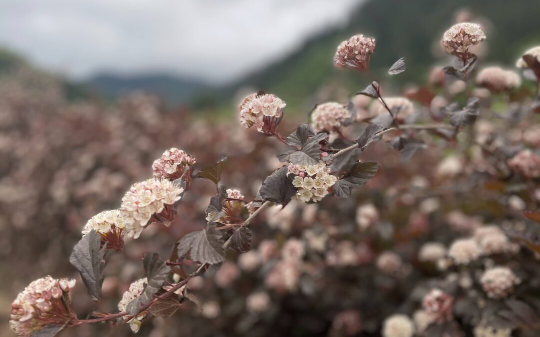 Flowering Ninebark Wholesale Foliage