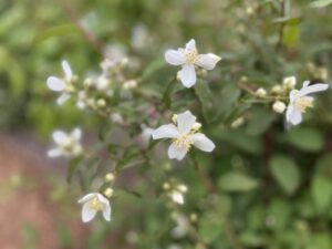 Mock Orange Wedding Flower | Oregon Coastal Flowers LLC Mock Orange Wedding Flower