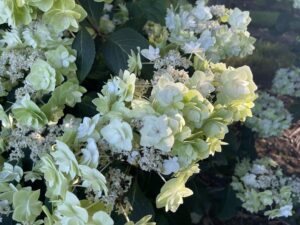 Lacecap White Hydrangea Flowers | Oregon Coastal Flowers LLC Lacecap White Hydrangea Flowers