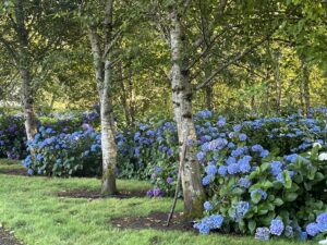 Hydrangea Flowers Farm Grown