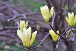 Easter Flowering Branches Magnolia & Cherry | Oregon Coastal Flowers LLC Easter Flowering Branches