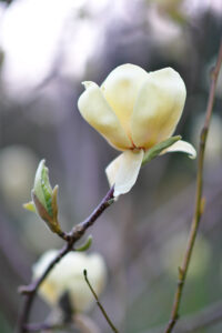 Purple Magnolia Blossoming Branches | Oregon Coastal Flowers LLC Purple Magnolia Blossoming Branches
