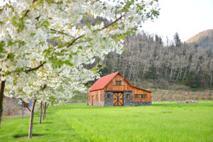 Double White Cherry Blossoms | Oregon Coastal Flowers LLC Double White Cherry Blossoms