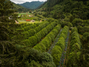 hydrangea ranch | Oregon Coastal Flowers LLC hydrangea ranch