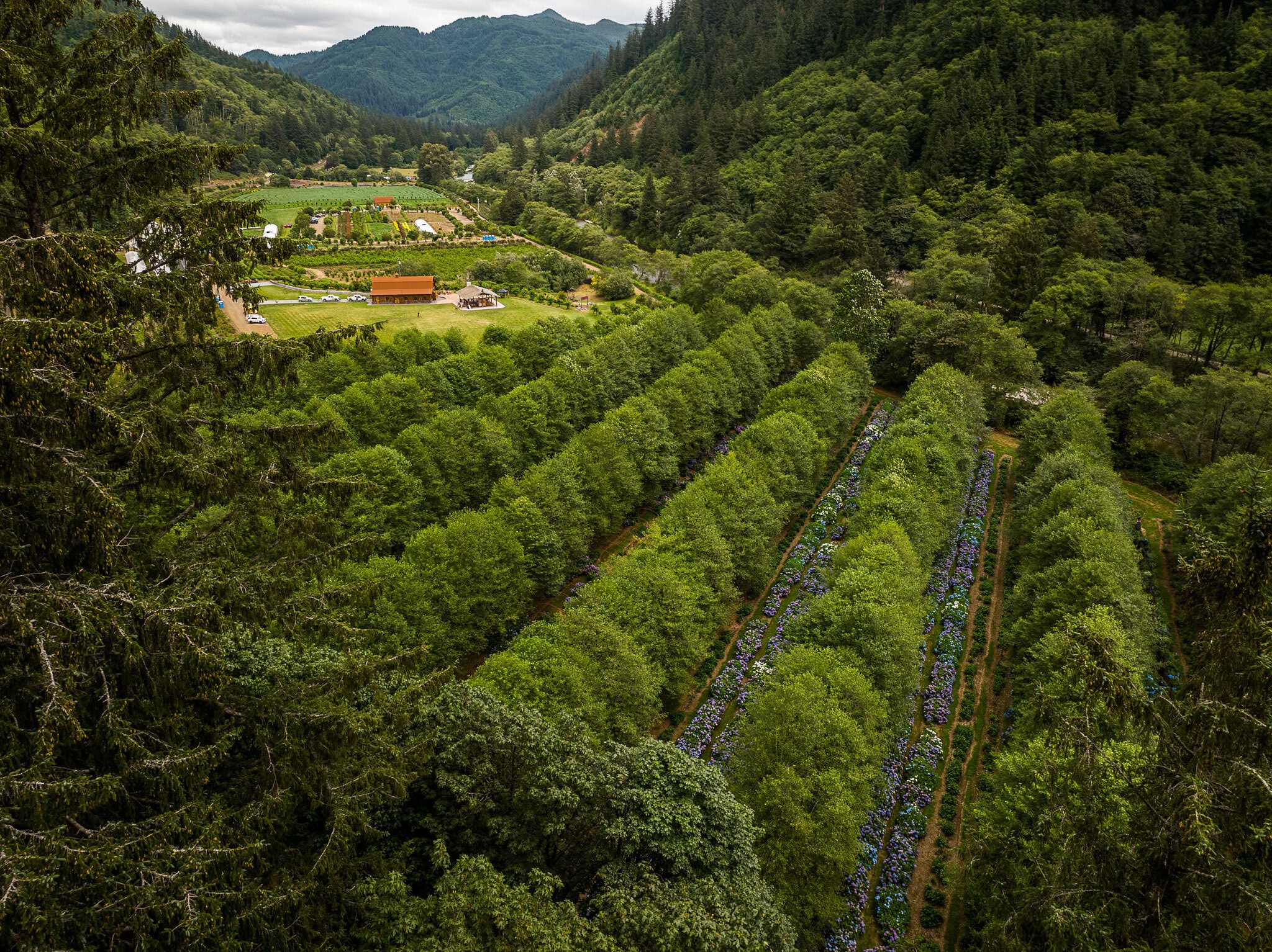 Oregon Coastal Flowers wholesale inquiries