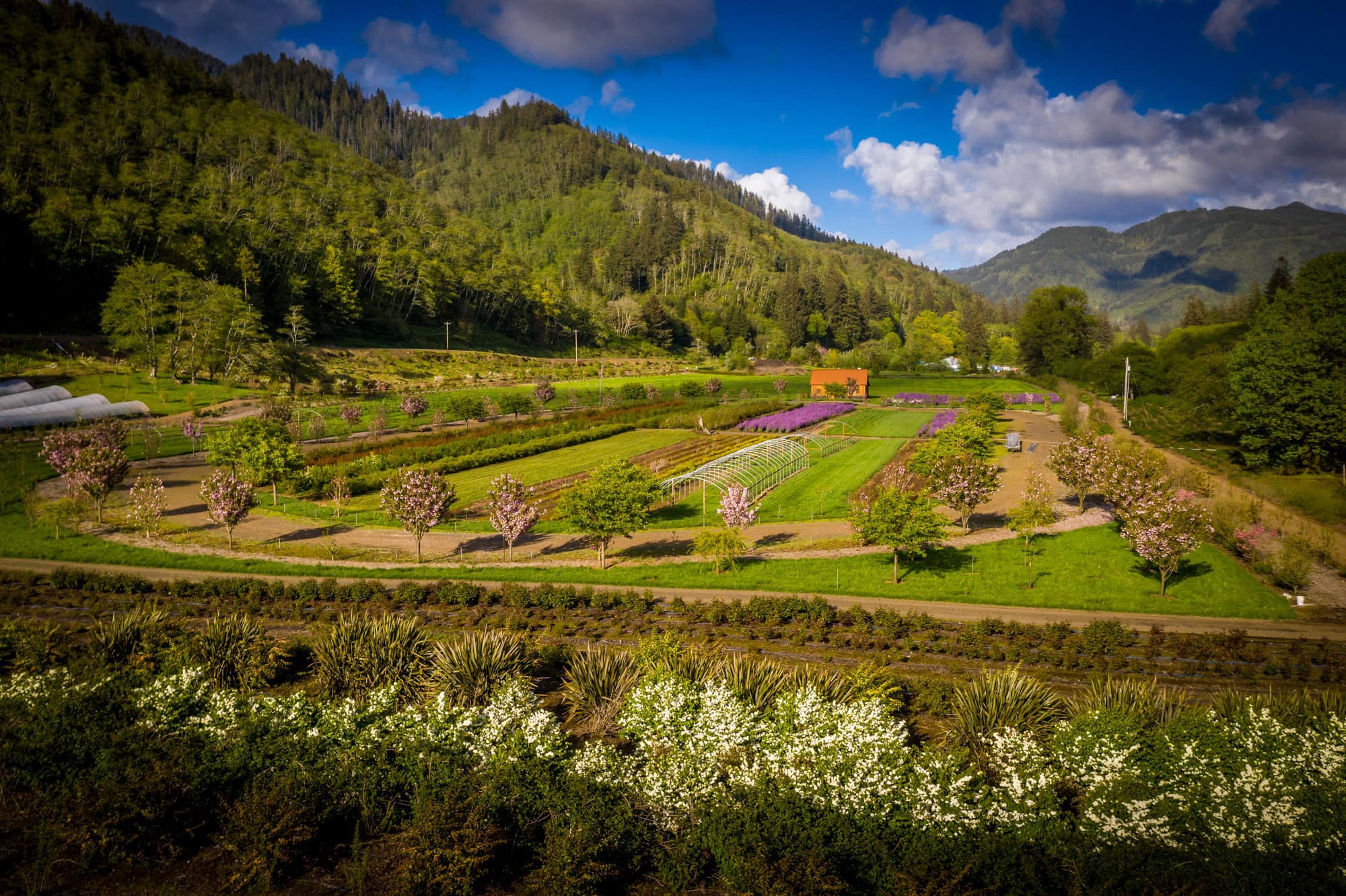Flower farmer with field of blooms