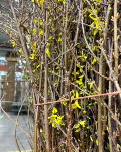 forsythia | Oregon Coastal Flowers LLC Blooming Forsythia Branches wholesale prices