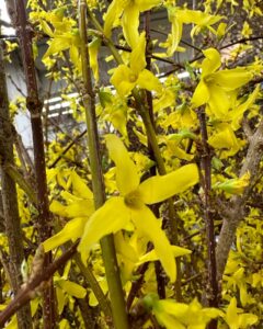 forsythia | Oregon Coastal Flowers LLC forsythia