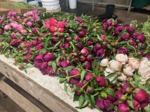 peonies | Oregon Coastal Flowers LLC Peony Flowers Mother's Day