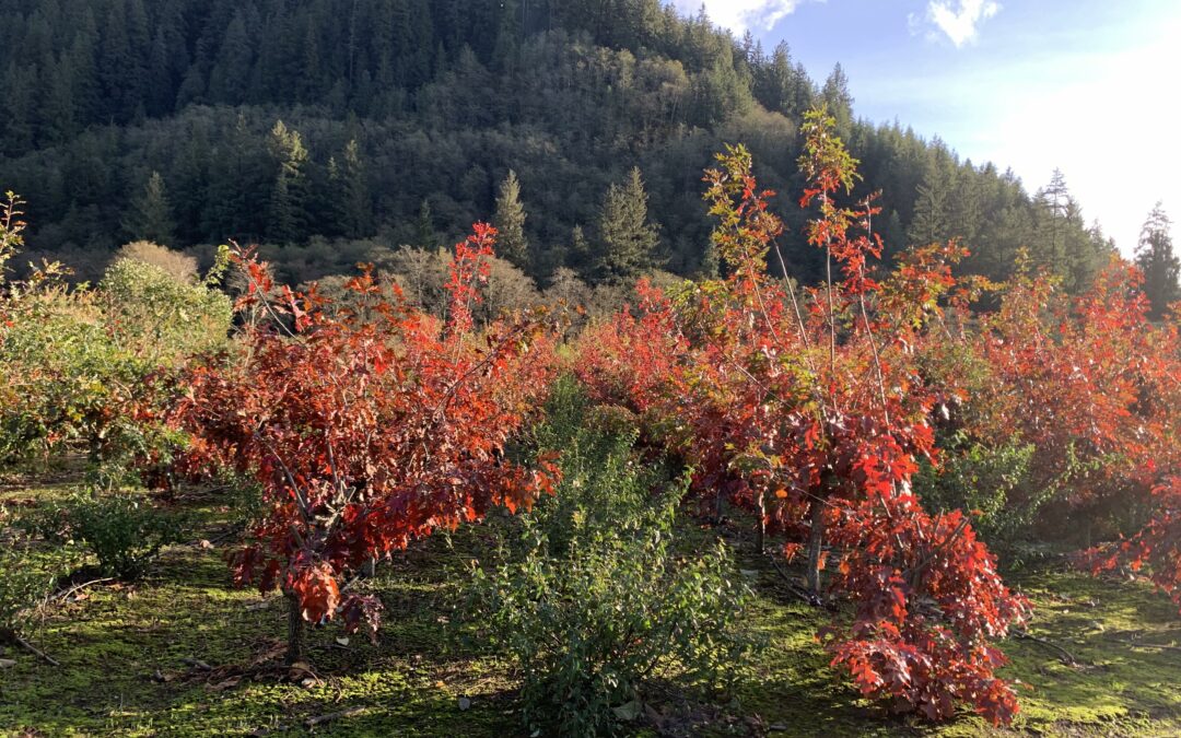 Fall Foliage Red Oak Leaves