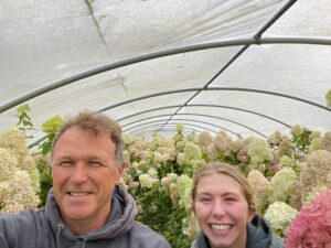Limelight Hydrangea Fresh Cut Flowers