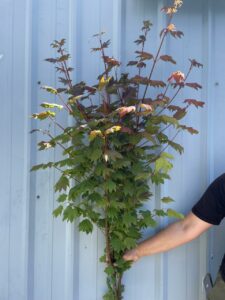 vine maple | Oregon Coastal Flowers LLC Vine Maple Specialty Cut Branch