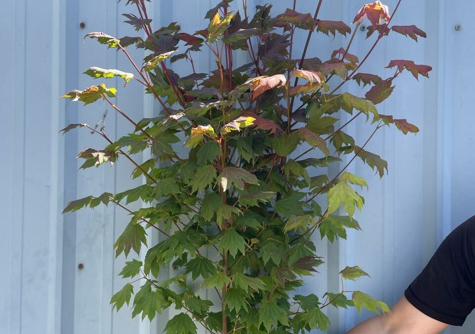 Vine Maple Specialty Cut Branch