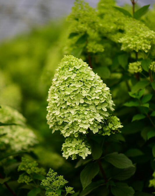 Limelight Hydrangeas Pee Gee Hydrangeas