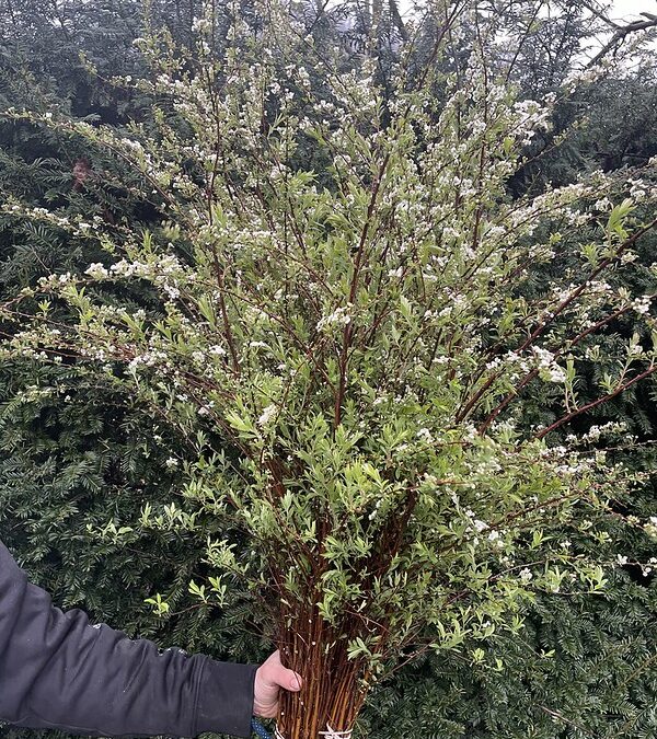 Spirea early spring specialty cut blooming branches